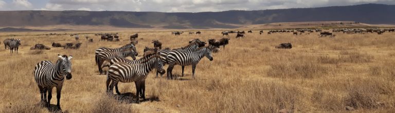 Safari nejen v Serengeti