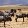 Safari v Ngorongoro
