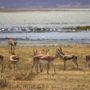 Safari v Ngorongoro
