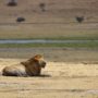 Safari v Ngorongoro