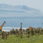 Safari v Serengeti