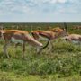 Safari v Serengeti