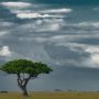 Safari v Serengeti