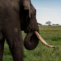 Safari v Serengeti