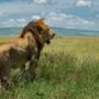 Safari v Serengeti