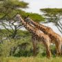 Safari v Serengeti