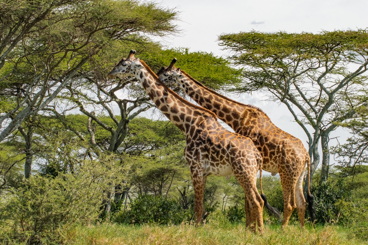 Safari v Serengeti