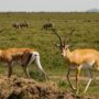 Safari v Serengeti