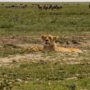 Safari v Serengeti