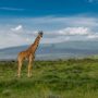 Safari v Serengeti