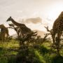 Safari v Serengeti