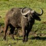Safari v Ngorongoro