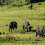 Safari v Ngorongoro