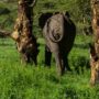 Safari v Ngorongoro