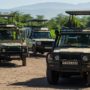 Safari v Ngorongoro