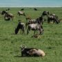 Safari v Ngorongoro