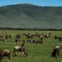 Safari v Ngorongoro