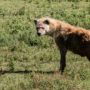 Safari v Ngorongoro