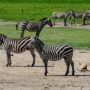 Safari v Ngorongoro