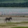 Safari v Ngorongoro