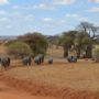 Safari v Serengeti a dalších národních parcích severní Tanzanie