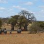 Safari v Serengeti a dalších národních parcích severní Tanzanie