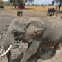 Safari v Serengeti a dalších národních parcích severní Tanzanie