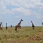 Safari v Serengeti a dalších národních parcích severní Tanzanie