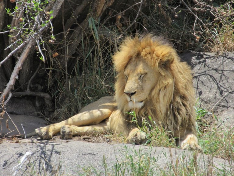 Safari v Serengeti a dalších národních parcích severní Tanzanie