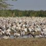 Safari v Serengeti a dalších národních parcích severní Tanzanie