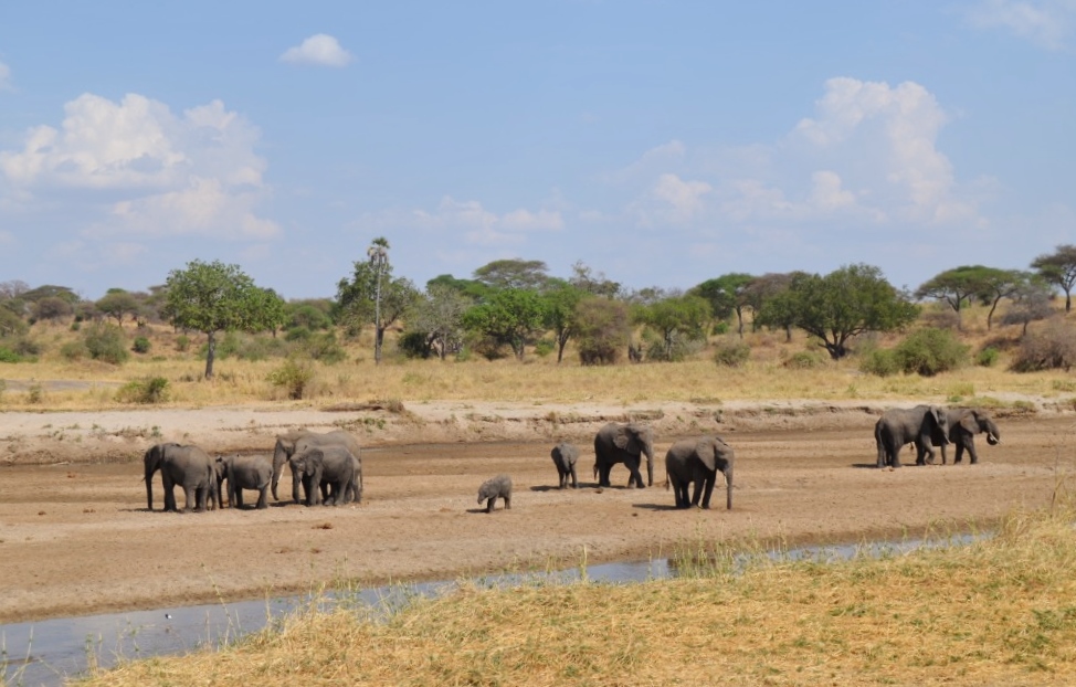 Zájezd do Tanzanie - safari