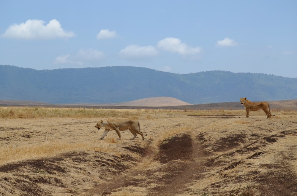 Zájezd do Tanzanie - safari